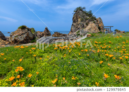 Kitakatabe, Sado City, Niigata Prefecture: Rock lilies growing in Mourasaki Park on the Sotokaifu Coast and Ryukin Rock, where Ryuo Daimyojin is enshrined 129979845