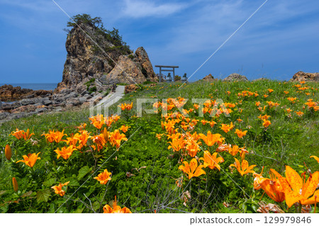 Kitakatabe, Sado City, Niigata Prefecture: Rock lilies growing in Mourasaki Park on the Sotokaifu Coast and Ryukin Rock, where Ryuo Daimyojin is enshrined 129979846