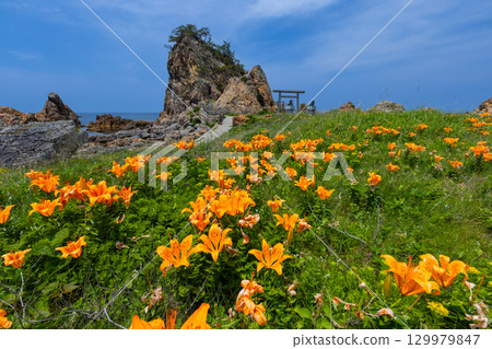 Kitakatabe, Sado City, Niigata Prefecture: Rock lilies growing in Mourasaki Park on the Sotokaifu Coast and Ryukin Rock, where Ryuo Daimyojin is enshrined Kitakatabe, Sado City, Niigata Prefecture: Rock lilies growing in Mourasaki Park on the Sotokaifu Coast and Ryukin Rock, where Ryuo Daimyojin is enshrined 129979847