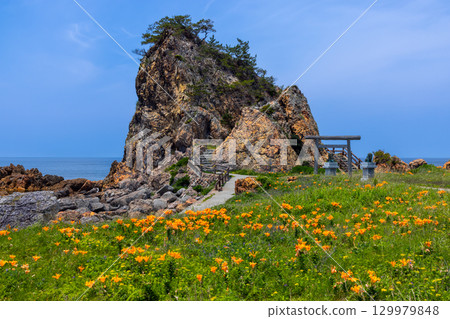 Kitakatabe, Sado City, Niigata Prefecture: Rock lilies growing in Mourasaki Park on the Sotokaifu Coast and Ryukin Rock, where Ryuo Daimyojin is enshrined 129979848