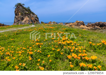Kitakatabe, Sado City, Niigata Prefecture: Rock lilies growing in Mourasaki Park on the Sotokaifu Coast and Ryukin Rock, where Ryuo Daimyojin is enshrined Kitakatabe, Sado City, Niigata Prefecture: Rock lilies growing in Mourasaki Park on the Sotokaifu Coast and Ryukin Rock, where Ryuo Daimyojin is enshrined 129979854