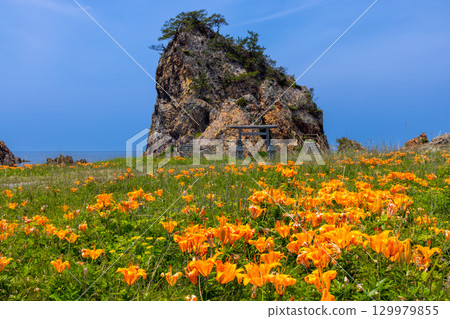 Kitakatabe, Sado City, Niigata Prefecture: Rock lilies growing in Mourasaki Park on the Sotokaifu Coast and Ryukin Rock, where Ryuo Daimyojin is enshrined 129979855