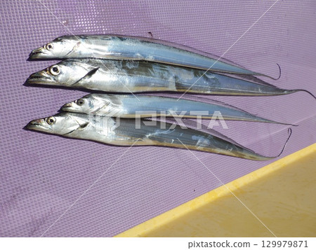 我釣到了一條彎刀魚 129979871