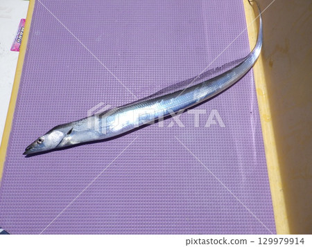 我釣到了一條彎刀魚 我釣到了一條彎刀魚 129979914