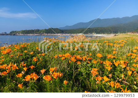 A cluster of rock lilies in front of Ryukin Rock at Mourasaki Park on the Sotokaifu Coast in Kitakatabe, Sado City, Niigata Prefecture A cluster of rock lilies in front of Ryukin Rock at Mourasaki Park on the Sotokaifu Coast in Kitakatabe, Sado City, Niigata Prefecture 129979953