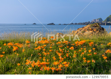 A cluster of rock lilies in front of Ryukin Rock at Mourasaki Park on the Sotokaifu Coast in Kitakatabe, Sado City, Niigata Prefecture A cluster of rock lilies in front of Ryukin Rock at Mourasaki Park on the Sotokaifu Coast in Kitakatabe, Sado City, Niigata Prefecture 129979955