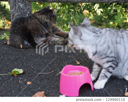 A cute cat slumped in the humid heat 129980118