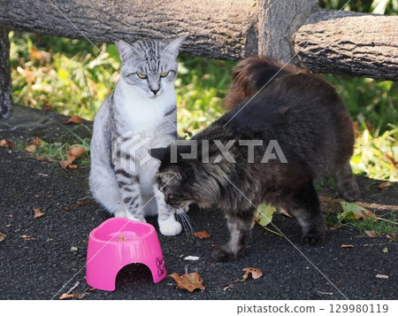 A cute cat slumped in the humid heat 129980119