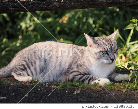 A cute cat slumped in the humid heat A cute cat slumped in the humid heat 129980123