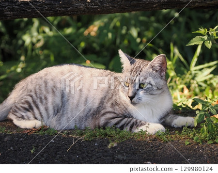 A cute cat slumped in the humid heat A cute cat slumped in the humid heat 129980124