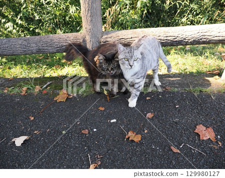 A cute cat slumped in the humid heat A cute cat slumped in the humid heat 129980127