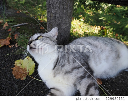 一隻可愛的貓在潮濕的天氣裡癱倒 129980131