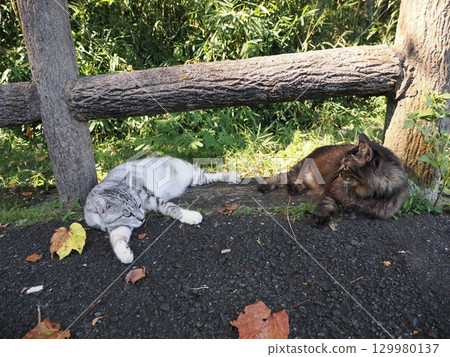 一隻可愛的貓在潮濕的天氣裡癱倒 129980137