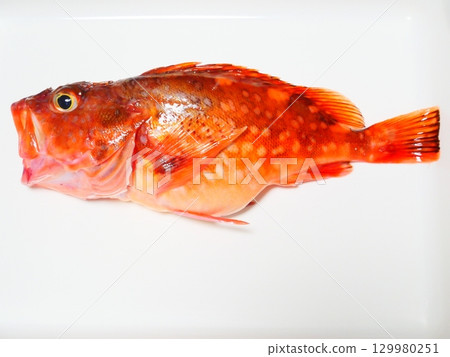 我抓到了一條蝎子魚 我抓到了一條蝎子魚 129980251