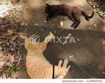 Two cute kittens playing Two cute kittens playing 129980302