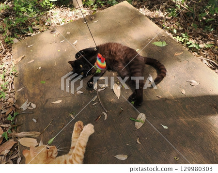 Two cute kittens playing Two cute kittens playing 129980303
