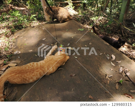 Two cute kittens playing 129980315