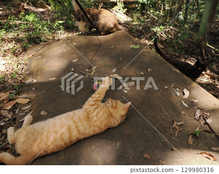 Two cute kittens playing Two cute kittens playing 129980316