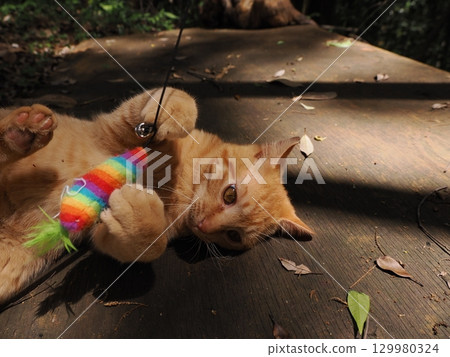 Two cute kittens playing Two cute kittens playing 129980324
