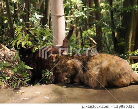 Two cute kittens playing 129980325