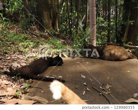 Two cute kittens playing Two cute kittens playing 129980355