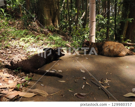 Two cute kittens playing Two cute kittens playing 129980357