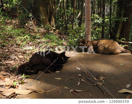 Two cute kittens playing Two cute kittens playing 129980359