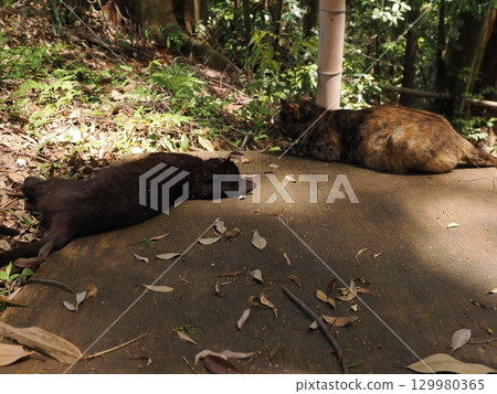 Two cute kittens playing 129980365