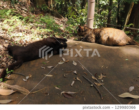 Two cute kittens playing 129980366