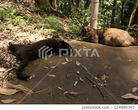 兩隻可愛的小貓在玩耍 129980367