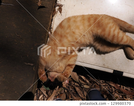 Two cute kittens playing Two cute kittens playing 129980370