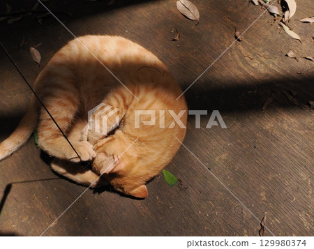 兩隻可愛的小貓在玩耍 兩隻可愛的小貓在玩耍 129980374