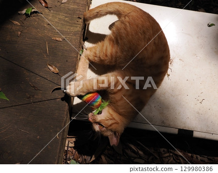 Two cute kittens playing Two cute kittens playing 129980386
