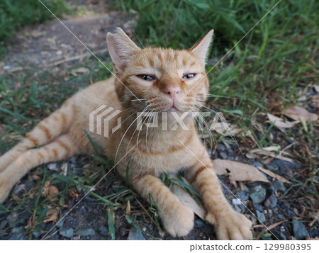 兩隻可愛的小貓在玩耍 129980395