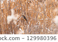 一隻伯勞鳥棲息在樹林的樹枝上 129980396