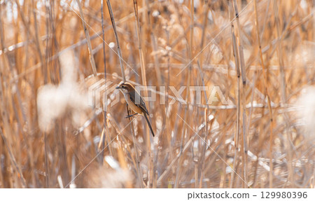 A shrike perched on a branch in a grove of trees 129980396