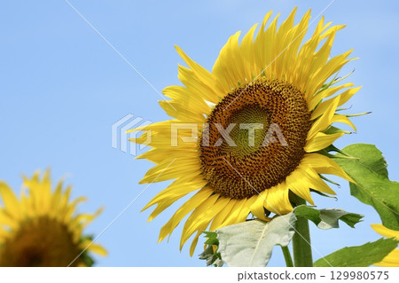 注視著天空的向日葵 注視著天空的向日葵 129980575