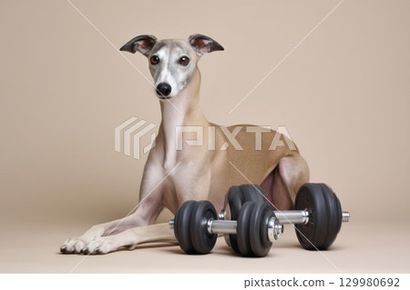 Whippet showcases calm confidence alongside fitness equipment in a studio setting 129980692