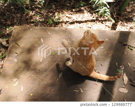 可愛的小貓玩玩具 129980777