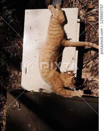 可愛的小貓玩玩具 可愛的小貓玩玩具 129980787