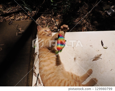 可愛的小貓玩玩具 可愛的小貓玩玩具 129980799