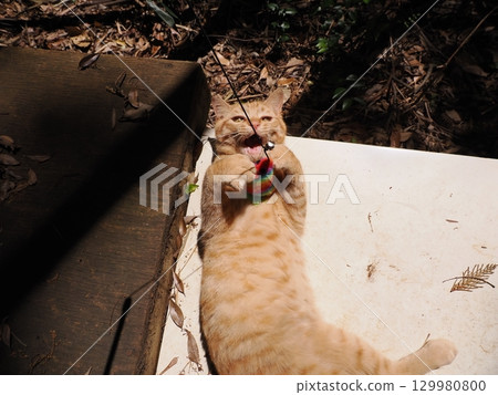 Cute kitten playing with a toy 129980800