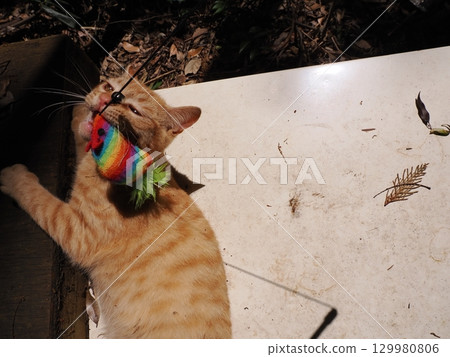 Cute kitten playing with a toy Cute kitten playing with a toy 129980806