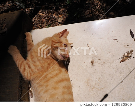 可愛的小貓玩玩具 129980809