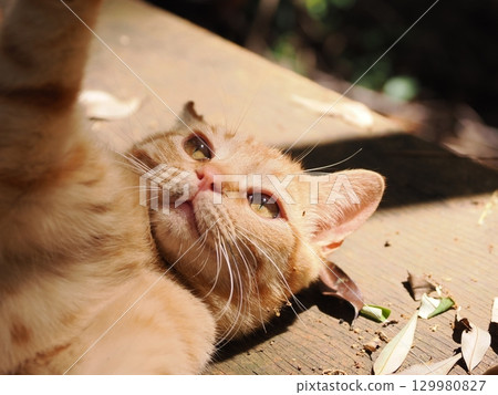 Cute kitten playing with a toy 129980827