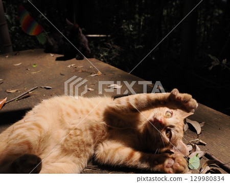 Cute kitten playing with a toy 129980834