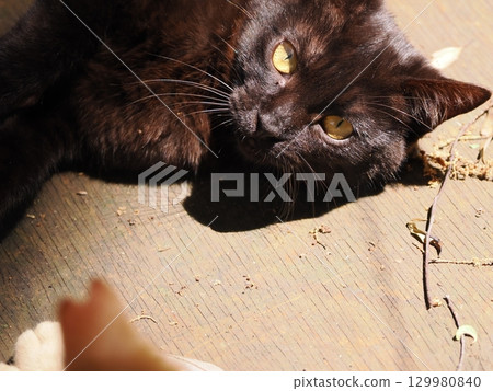 可愛的小貓玩玩具 129980840