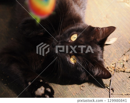 可愛的小貓玩玩具 129980841