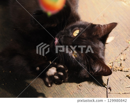 可愛的小貓玩玩具 可愛的小貓玩玩具 129980842