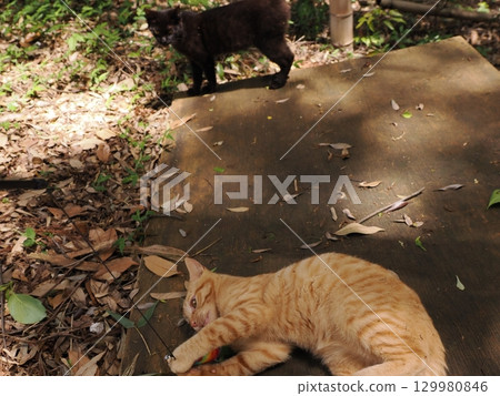 Cute kitten playing with a toy 129980846